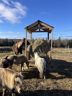 des mangeoires adaptées à toutes les tailles